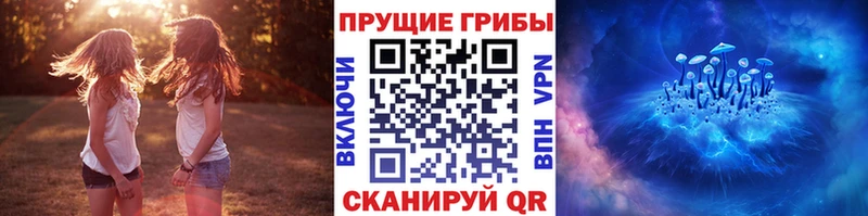 Галлюциногенные грибы Psilocybe  где продают наркотики  Балтийск 